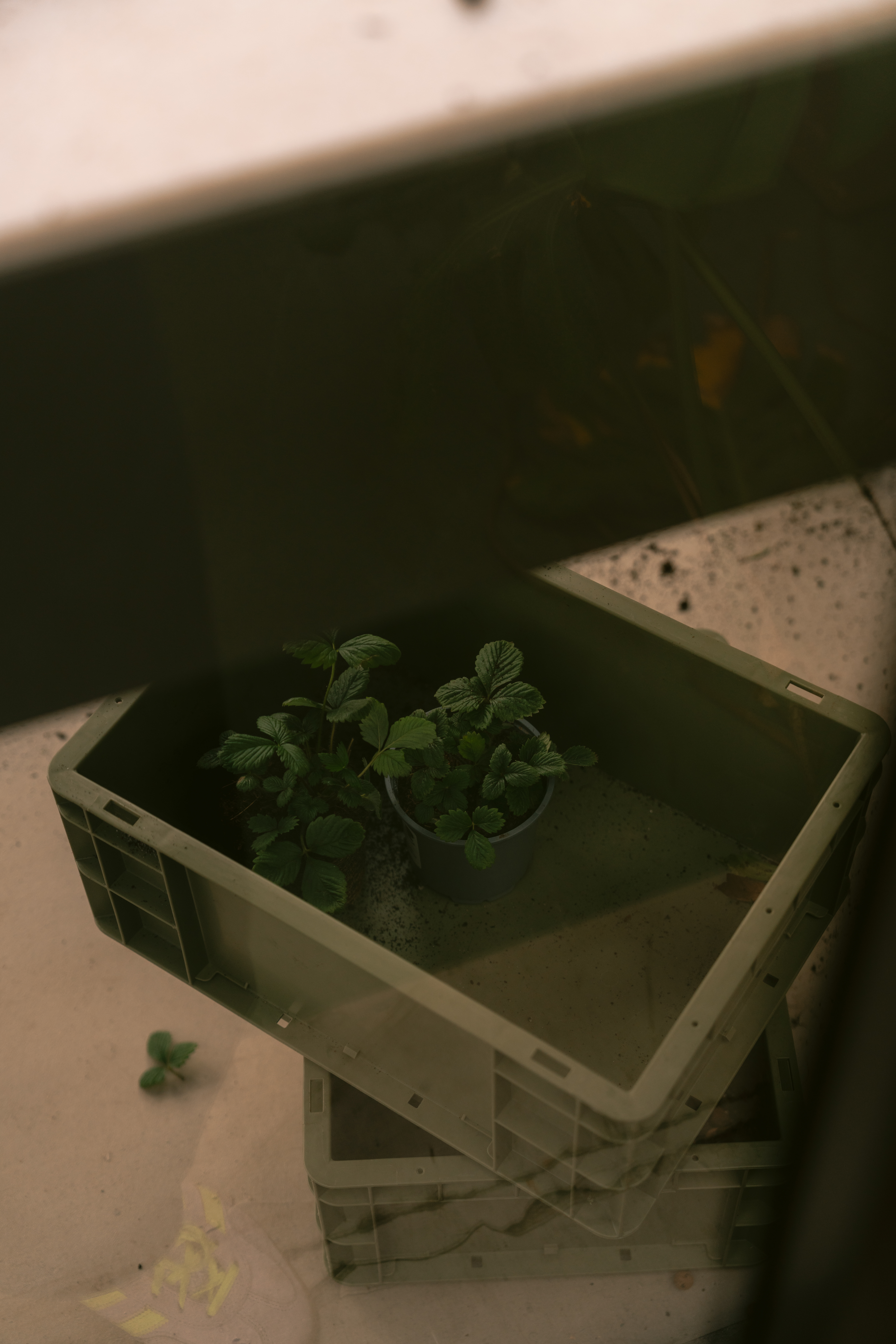 Gardenworks Crate